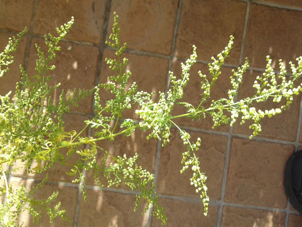 Artemisia annua L. (Asteraceae)